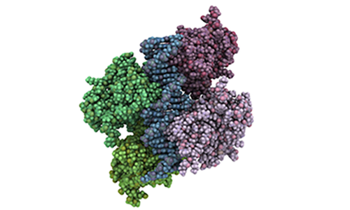 Single Gene Assays